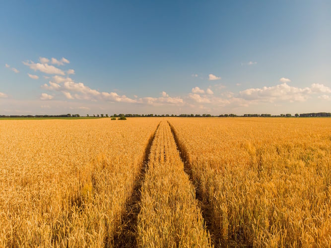 Gigante do agronegócio integra Bloco K no sistema SAP