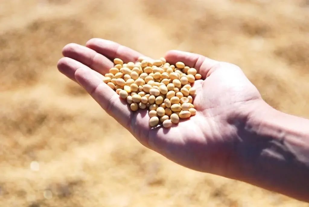 soybean-1831704_1280-1024x686-2